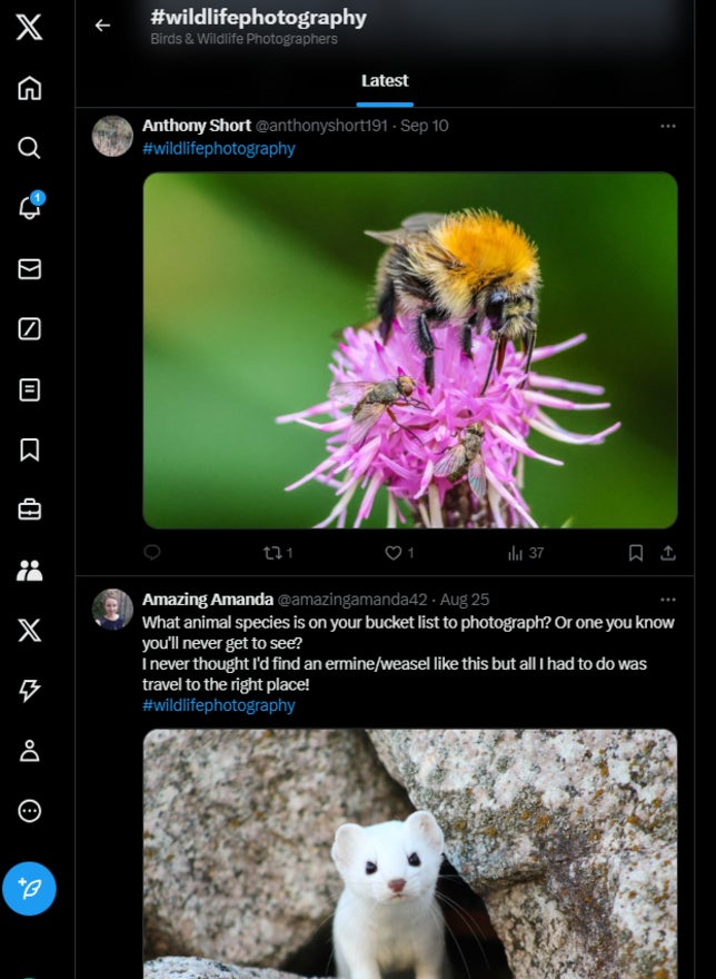 Promote Your Website Social Media search results for the wildlife photography hashtag on X with photography of a bee and a weasel